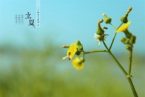 今日立夏 | 春意闌珊處，立夏款款來