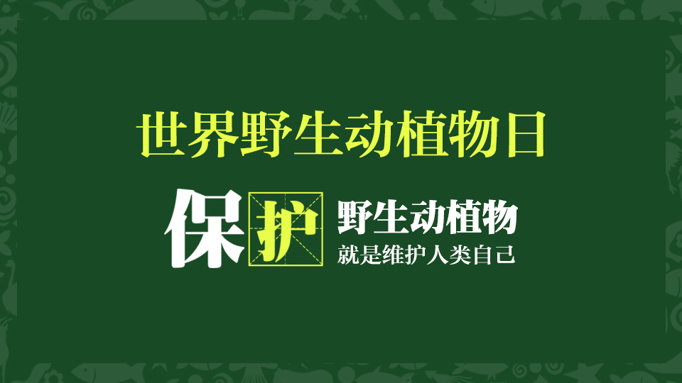 世界野生動物日丨別讓地球上的最后一種動物是人類